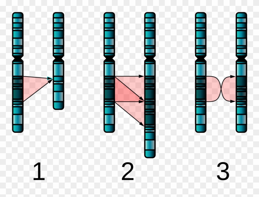 Bruno Bettelheim's Work With Emotionally Disturbed - Chromosomal Mutation Clipart