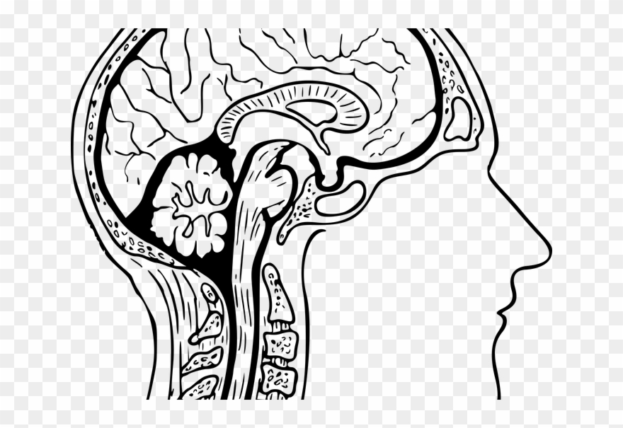 Beyin Anatomi - Drawing Of A Human Brain Clipart