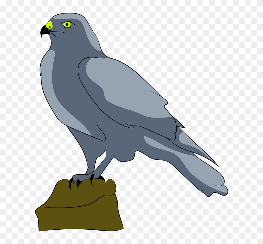 Falcon-clipart - Clip Art - Png Download