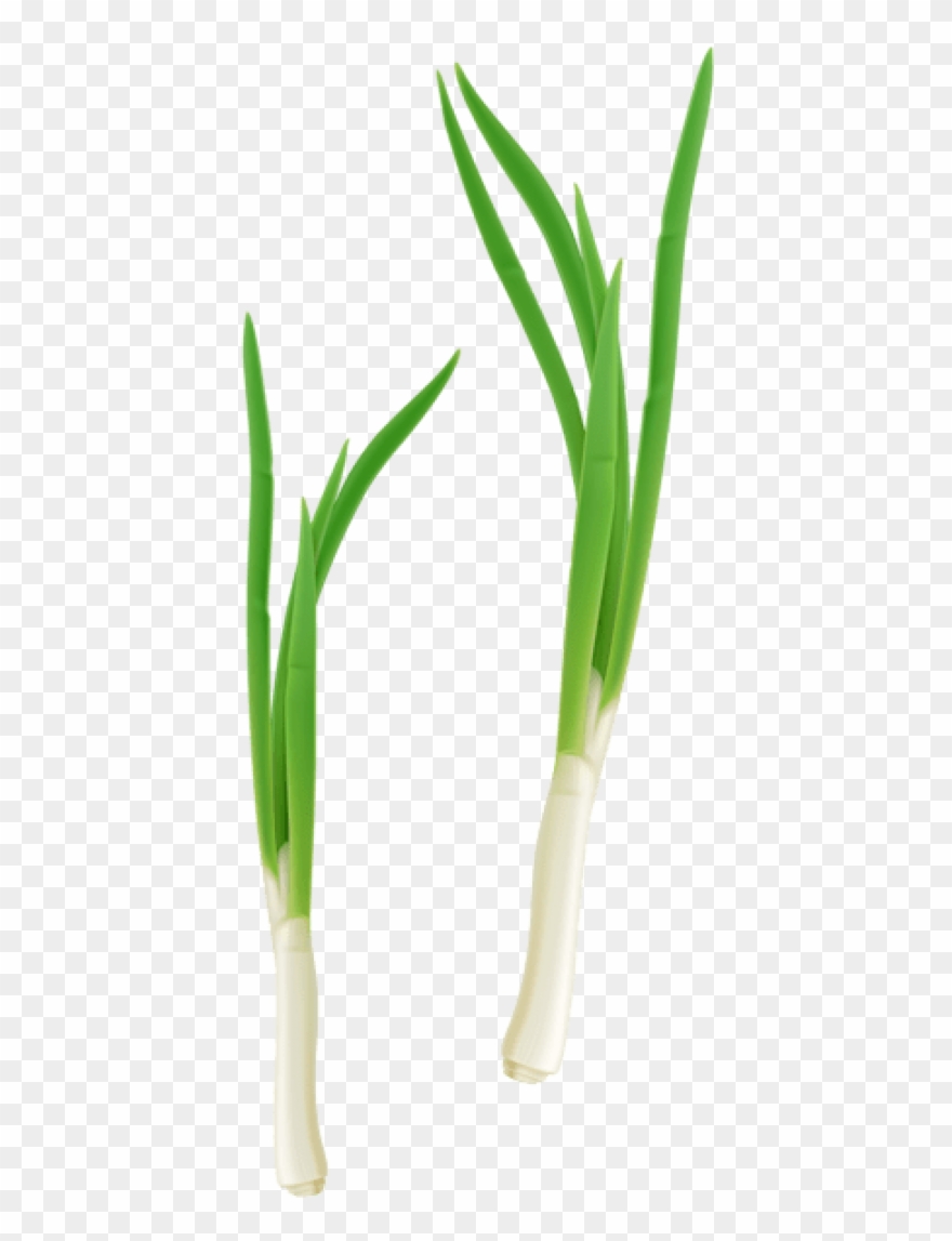Free Png Download Green Fresh Onion Png Images Background - Leek Clipart