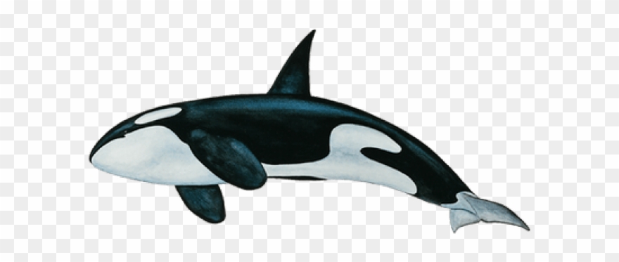 Killer Whale Png Clipart