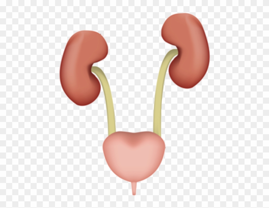 Prevention And Treatment Of Urinary Tract Infections - Kidney Ureter Bladder Urethra Clipart