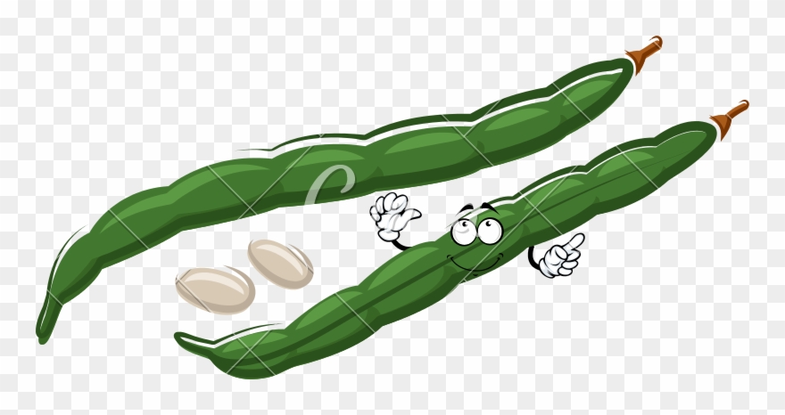 800 X 386 1 - Common Bean Clipart