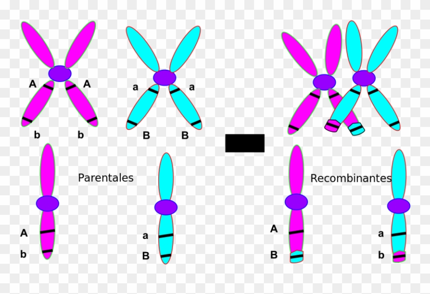 Chromosomal Crossover 2 Español - Gene Variation Clipart