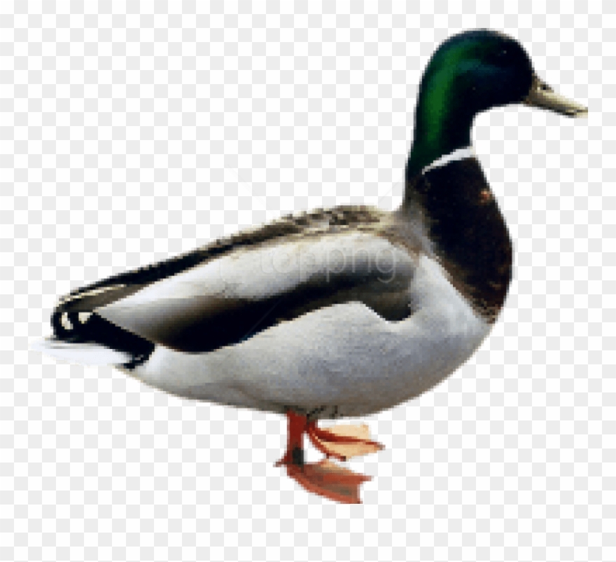 Free Png Download Duck Png Images Background Png Images - Duck Png Clipart