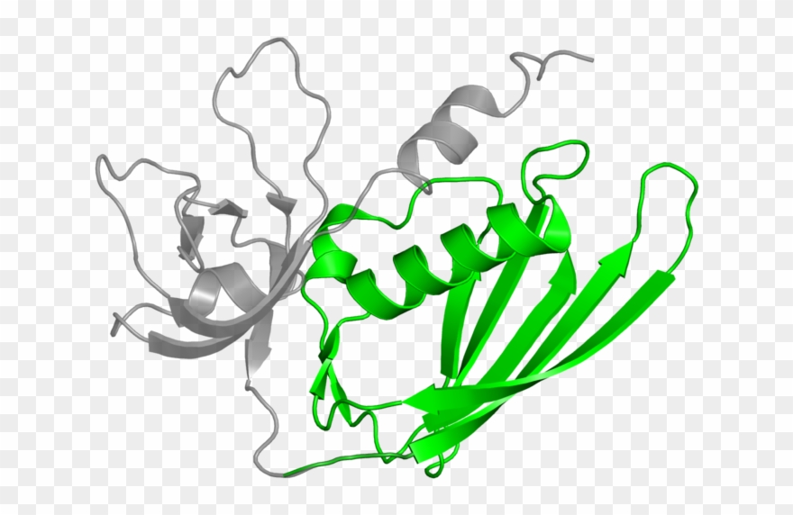 <div Class='caption-body'>1 Copy Of Pfam Domain - Illustration Clipart