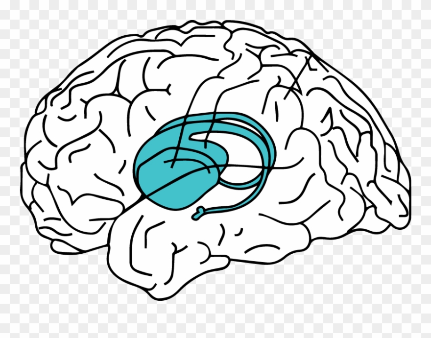 Sound Instantly Accesses The Hippocampus Where - Henry Gustav Molaison Star Clipart