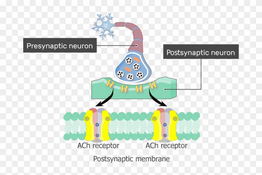 An Image Showing Sodium And Potassium (k) Ions Moving - Potencial Postsináptico Clipart