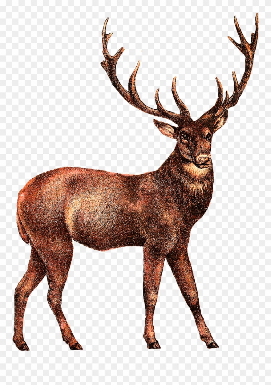 Elk Transparent Clipart