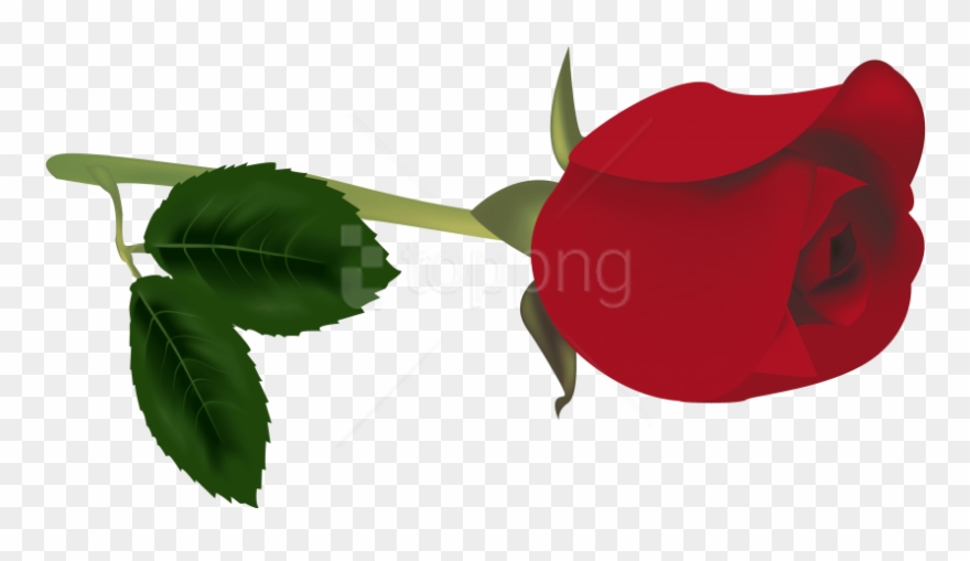 Free Png Download Red Rose Bud Clipart Png Photo Png - Rose Bud Clipart Transparent Png