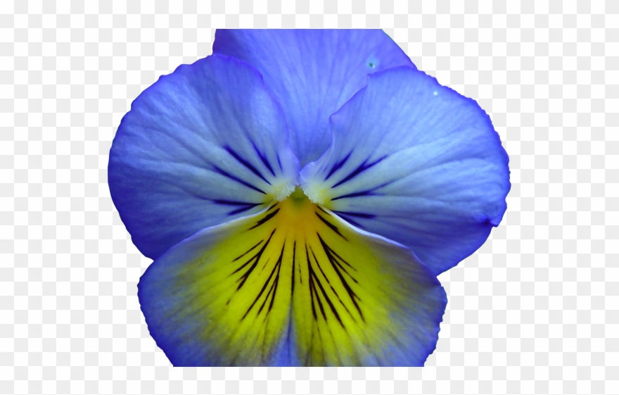 Pansy Clipart Realistic Flower - Blue And Yellow Flowers Png Transparent Png