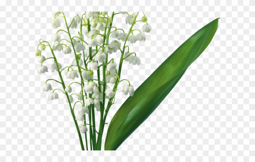 Lily Clipart Valley Border - Lily Of The Valley Png Transparent Png