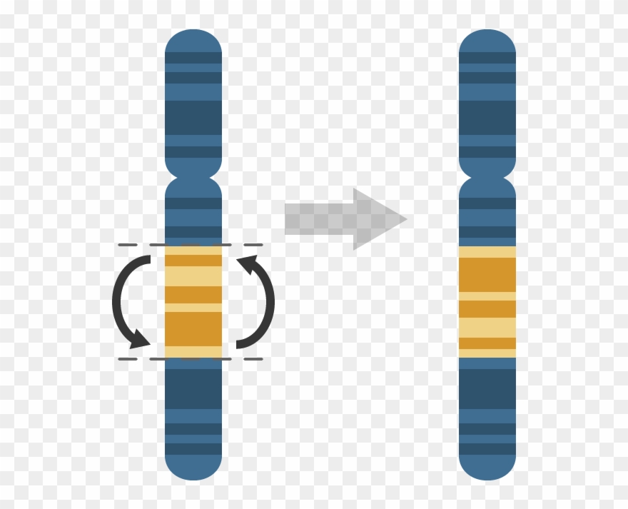 Inversion - - Inversion Mutation Clipart