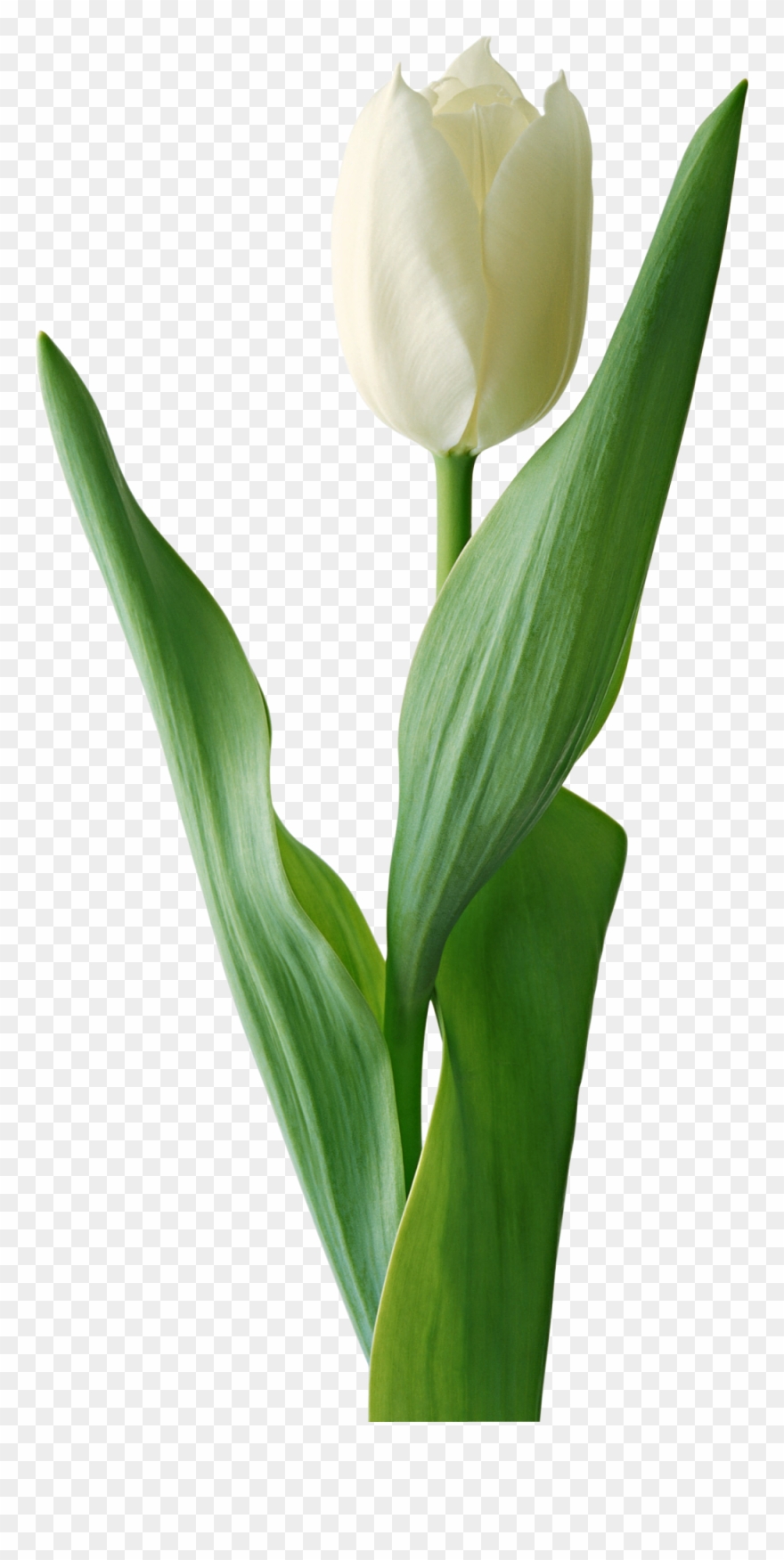 Tulip Flower Free Png Transparent Images Free Download - White Tulip Flower Png Clipart