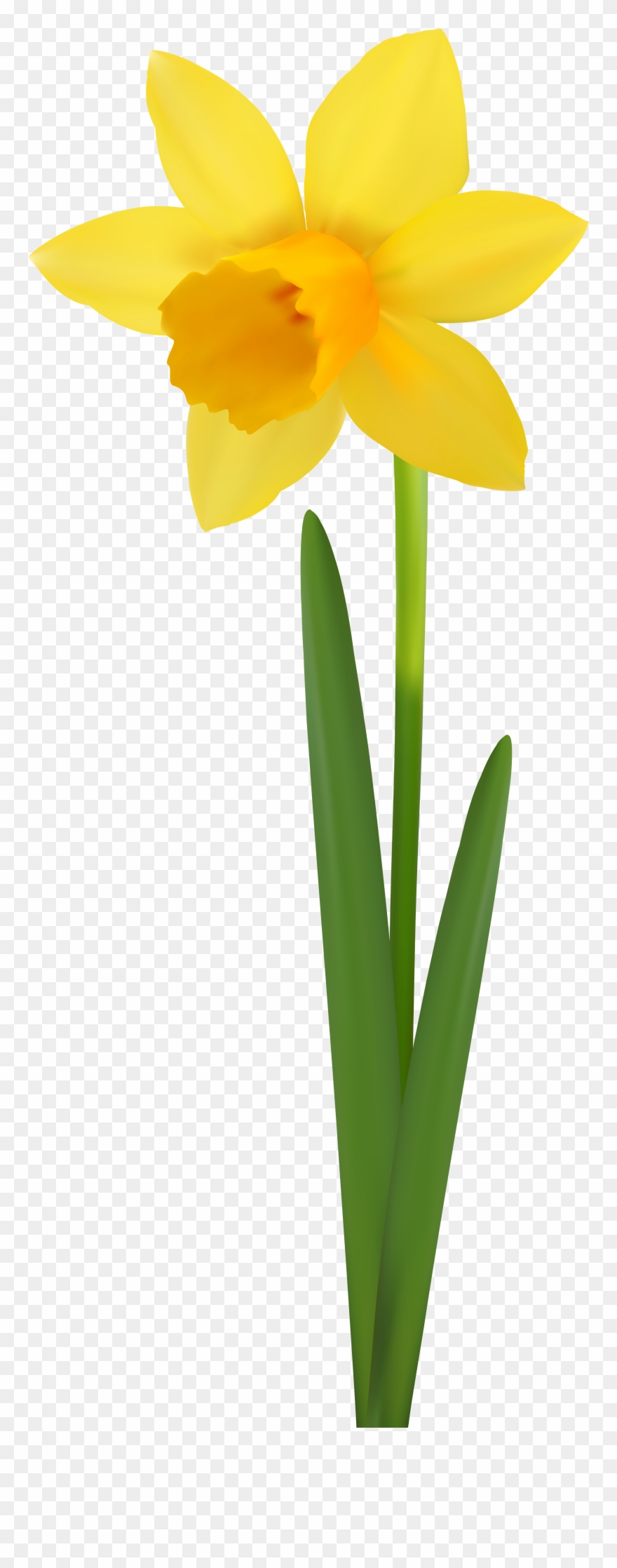 Daffodil Flower Transparent Image - Narcissus Clipart