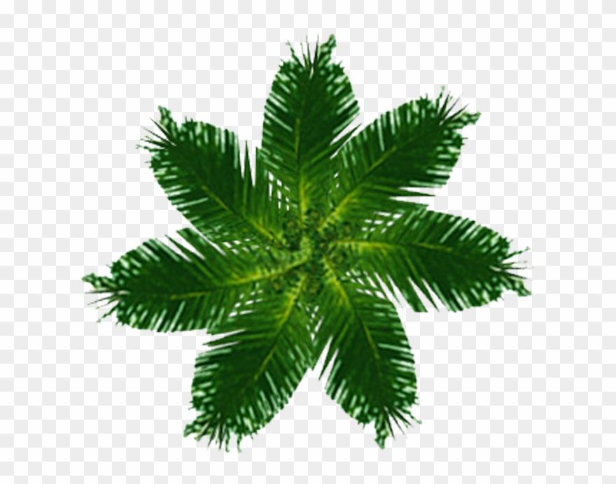 Designs Interior Landscape Urban Planning Illustrations - Top View Trees Png Clipart