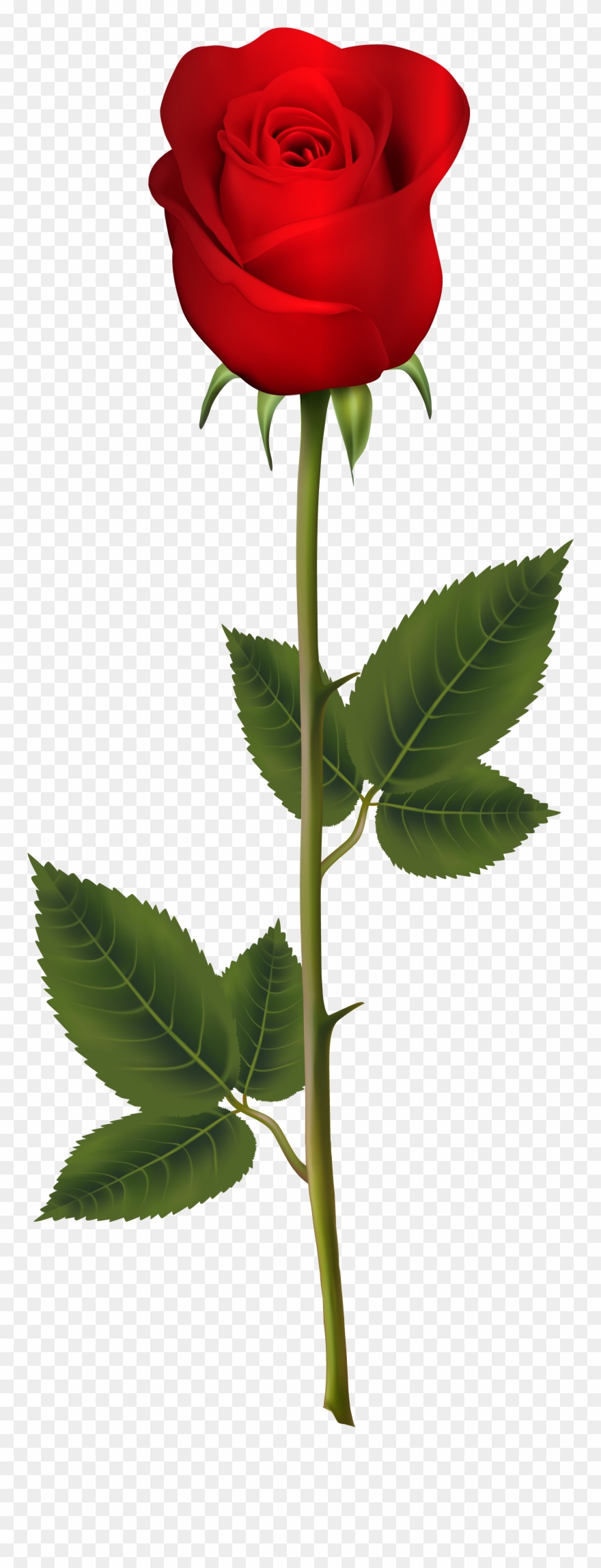 Rose To Clipart Of Roses, Stem And Transparent Full - White Rose Transparent Png