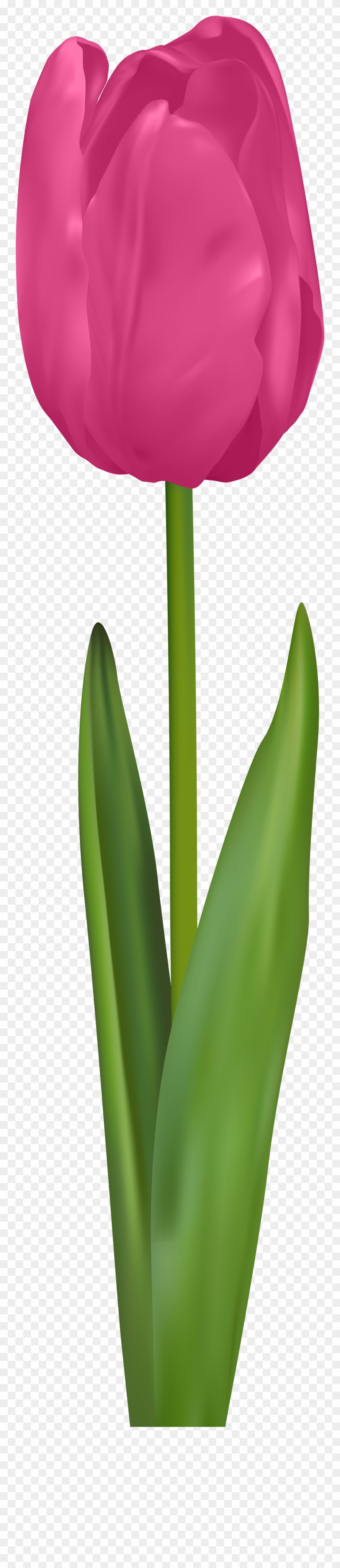 Tulip Pink Png Clip Art Image - Tulip Transparent Png