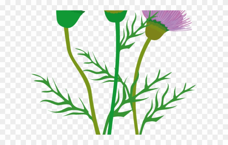 Thistle Cliparts - アザミ イラスト 無料 - Png Download