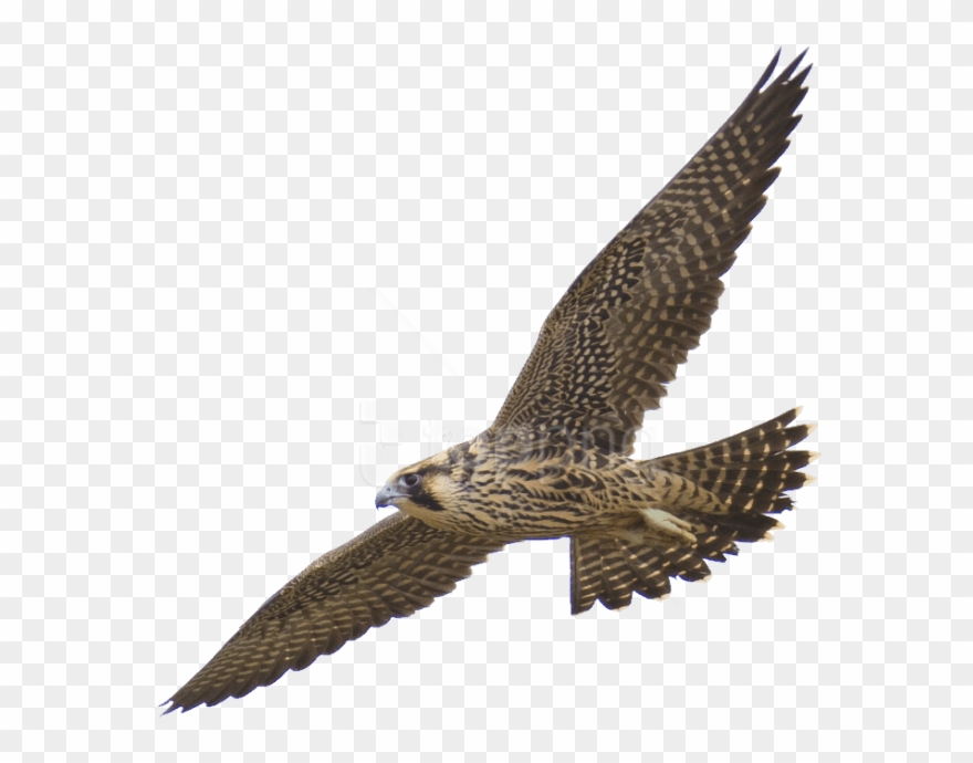 Free Png Download Falcon Png Images Background Png - Peregrine Falcon Clipart Transparent Png