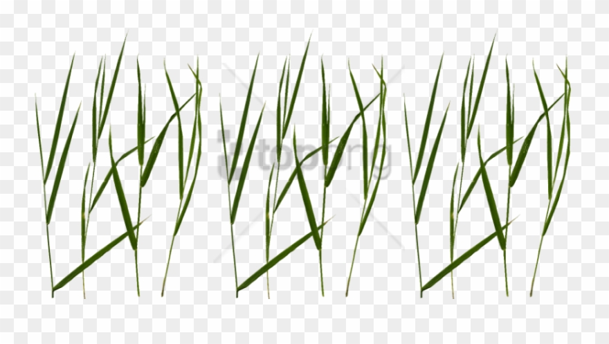 Free Png Download Grass Blade Texture Png Images Background - Grass Blade Texture Png Clipart