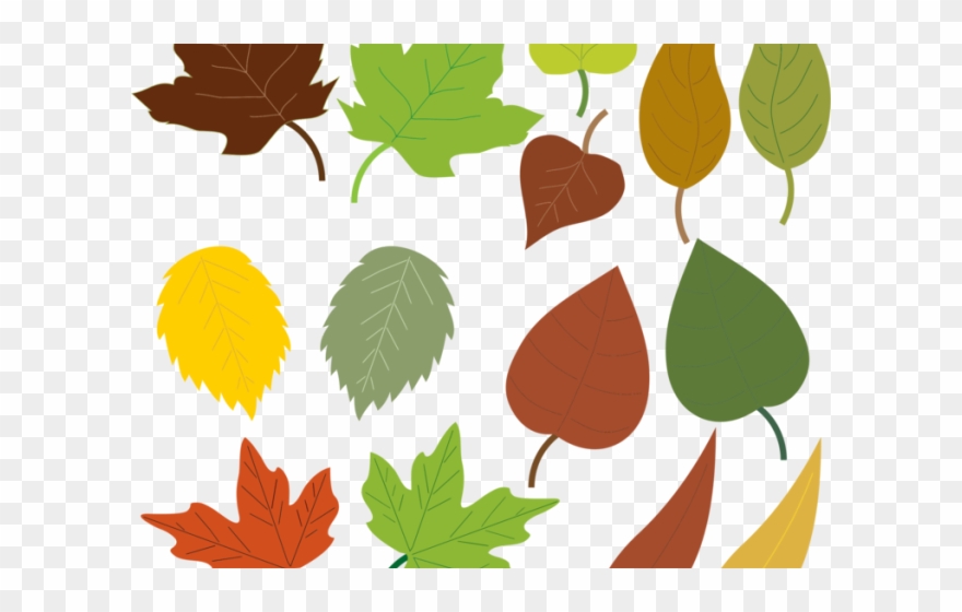 Maple Leaf Clipart Fig Leaves - Drawings Of Fall Leaves - Png Download