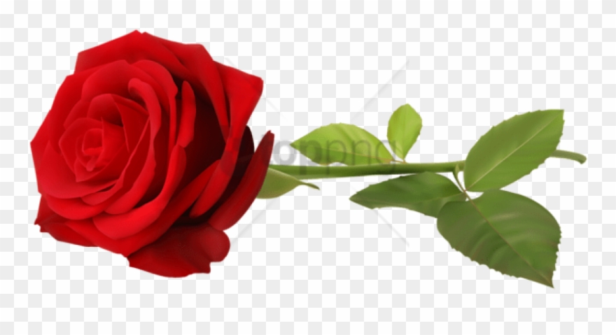 Free Png Download Rose Png Images Background Png Images - Single Rose Flower Png Clipart