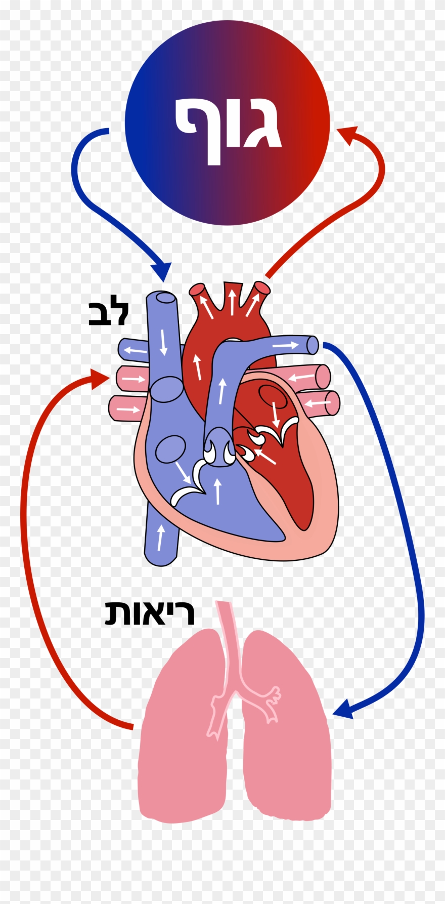Open - Diagram Of The Heart Clipart