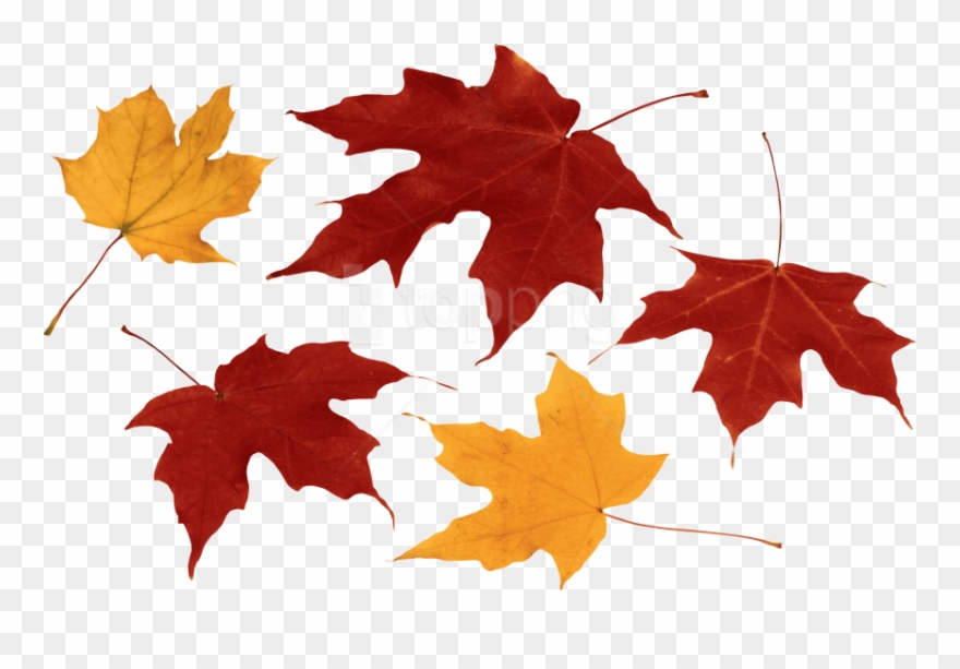 Free Png Download Autumn Leaf Clipart Png Photo Png - Fall Leaves Transparent Background