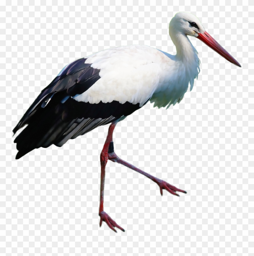 Png Image Purepng Free Transparent Cc Library Ⓒ Clipart