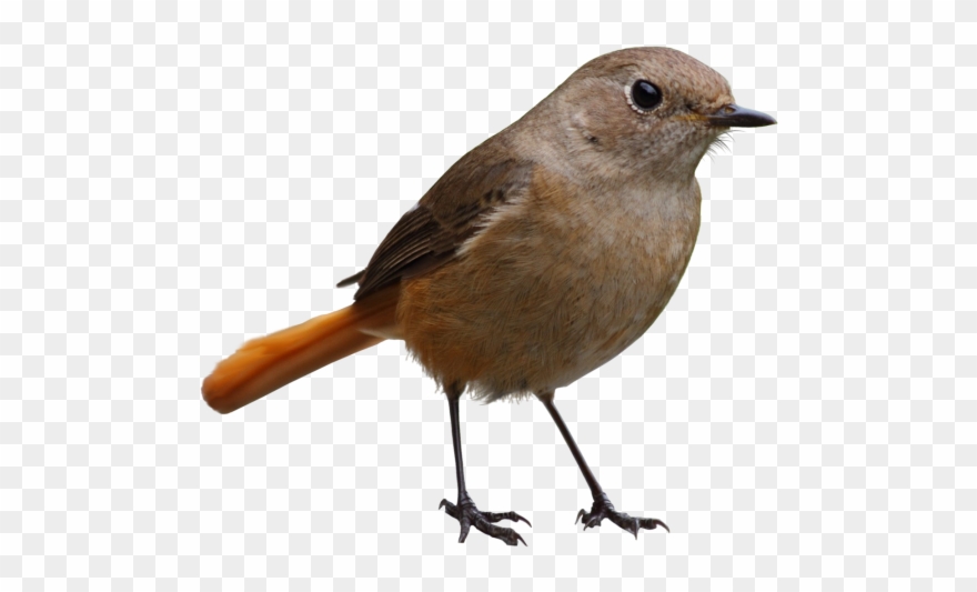 Bird - Bird Silhouette Png Transparent Background Clipart