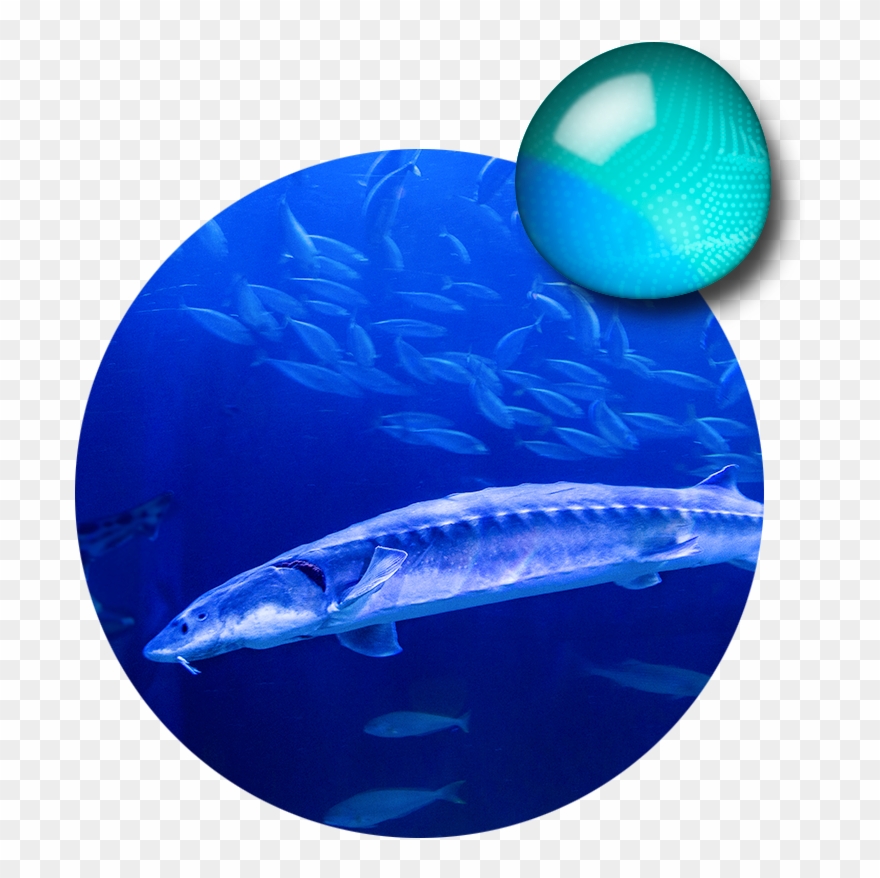 Eat Urchins, Crabs, Clams, Octopuses - Pacific Sturgeon Clipart