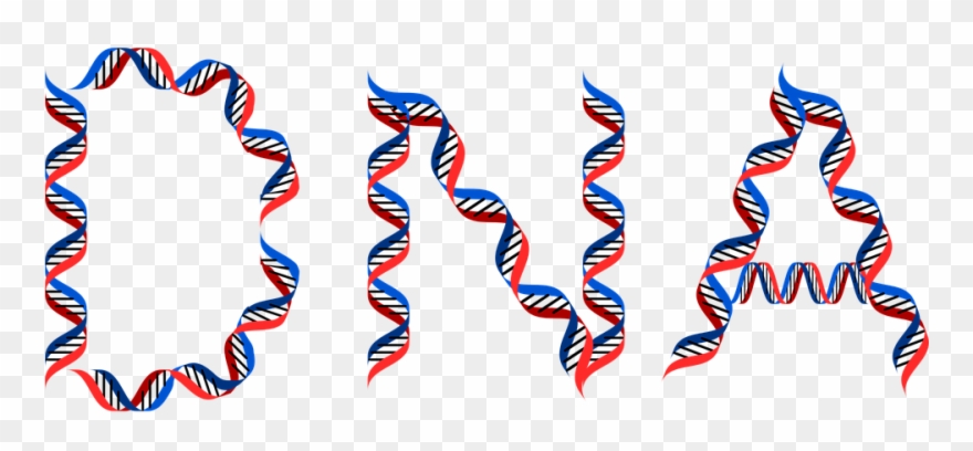 Dna And Weight Loss - Dna Clipart