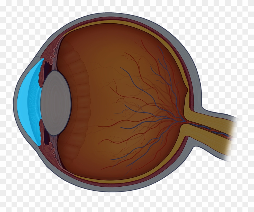 The Aqueous Humor Is A Thin, Watery Fluid Found In - Fish Clipart