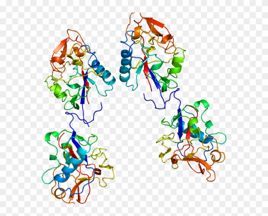 Col18a1 - Collagen Type 1 Protein Clipart
