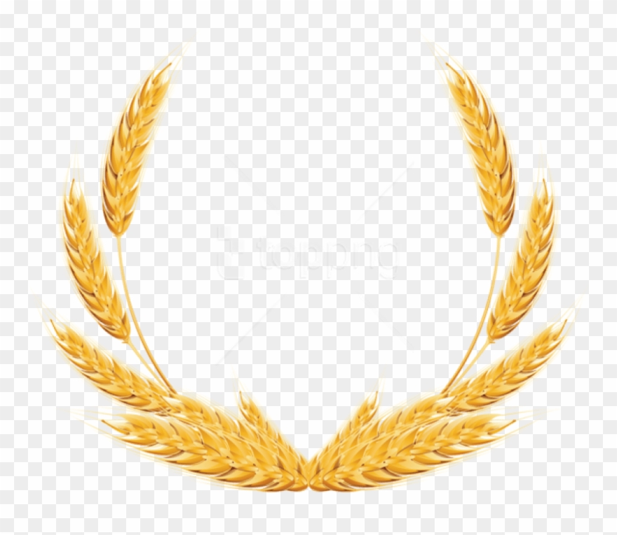 Free Png Download Wheat Png Images Background Png Images - Wheat Png Clipart