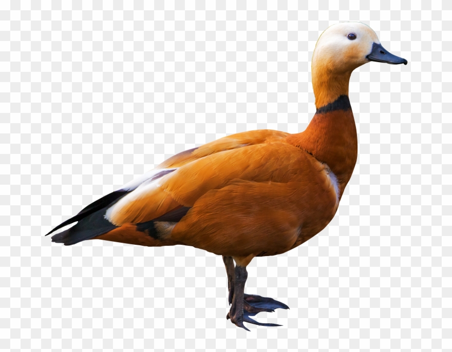 Duck - Birds Png Clipart
