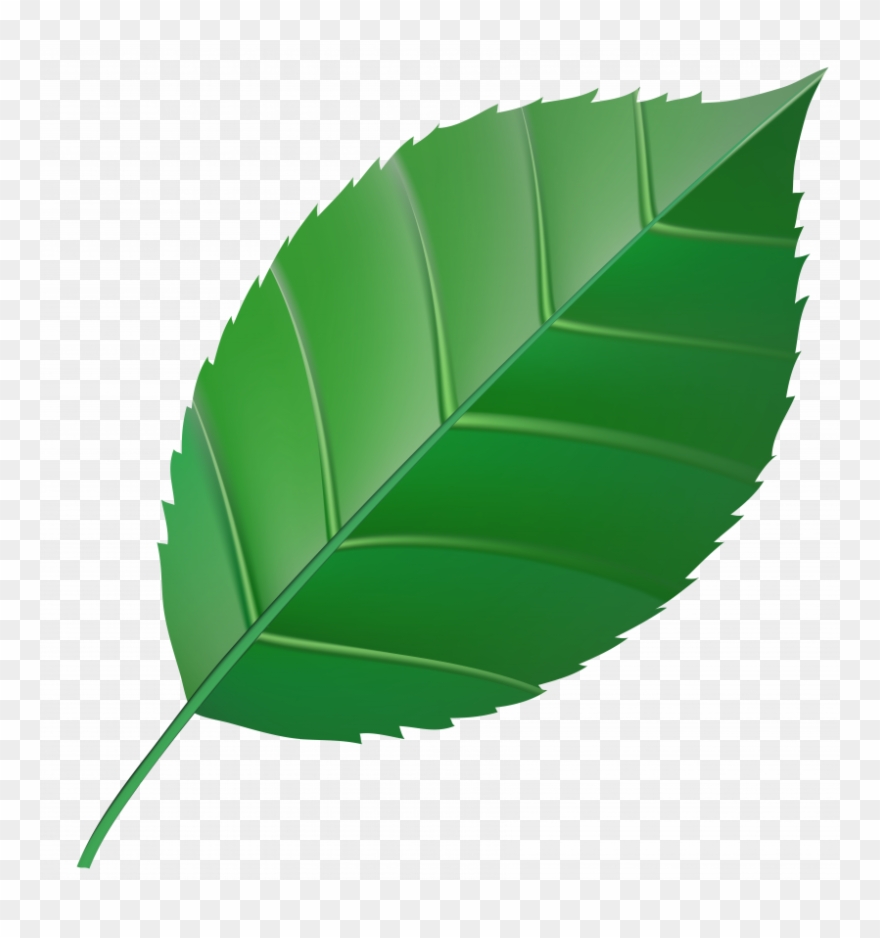 Clipart Small Green Leaf - Png Download
