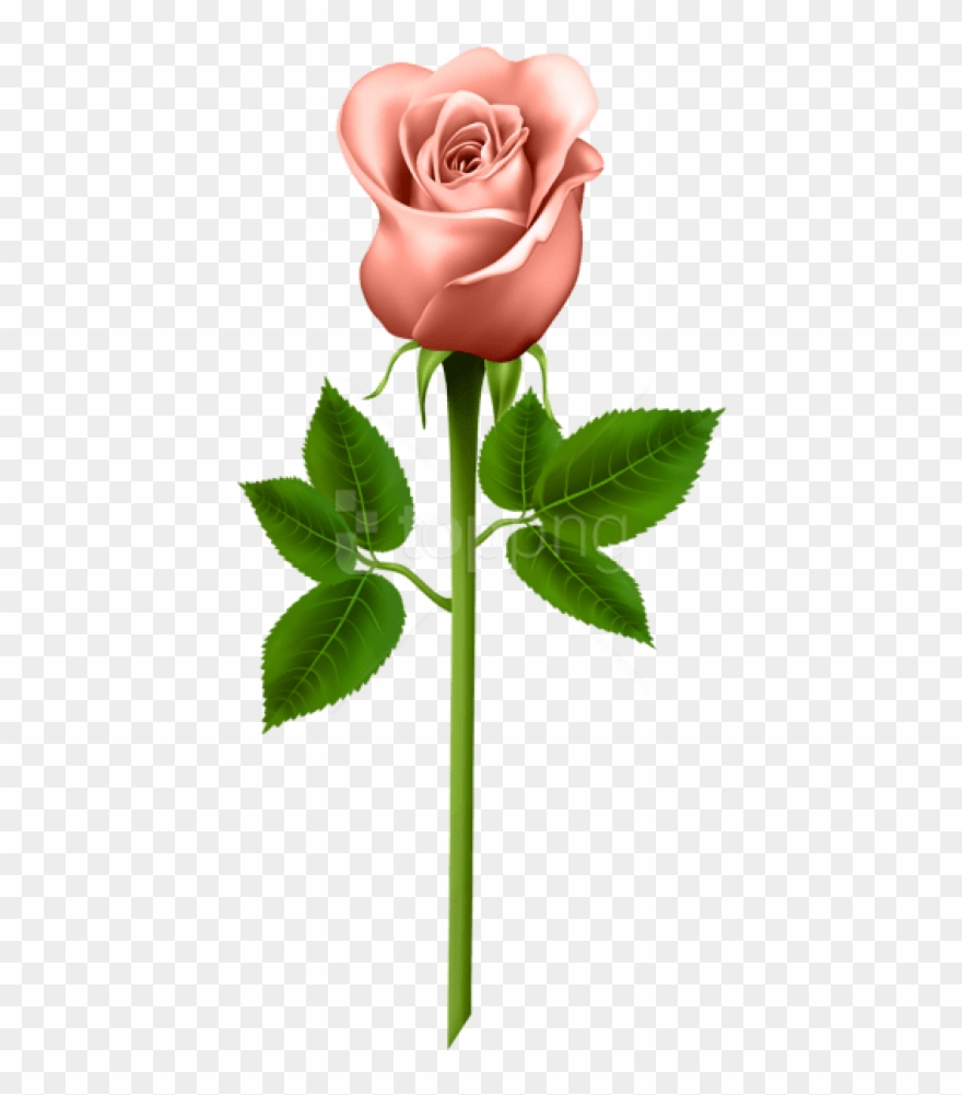 Free Png Orange Rose Png Images Transparent - Good Morning Only For You With Rose Clipart