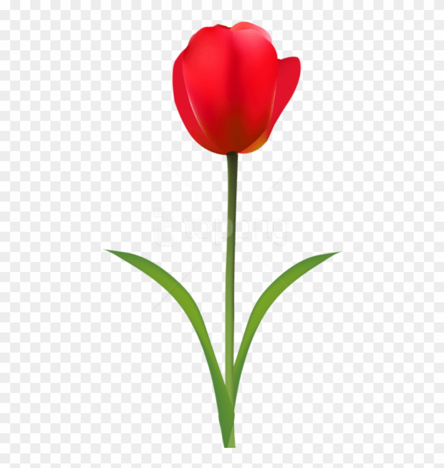 Free Png Red Tulip Transparent Png Images Transparent - Transparent Tulip Clip Art