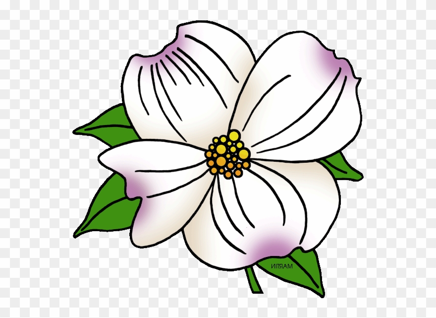 Clipart Of Carolina, Virginia State And North Carolina - Png Download