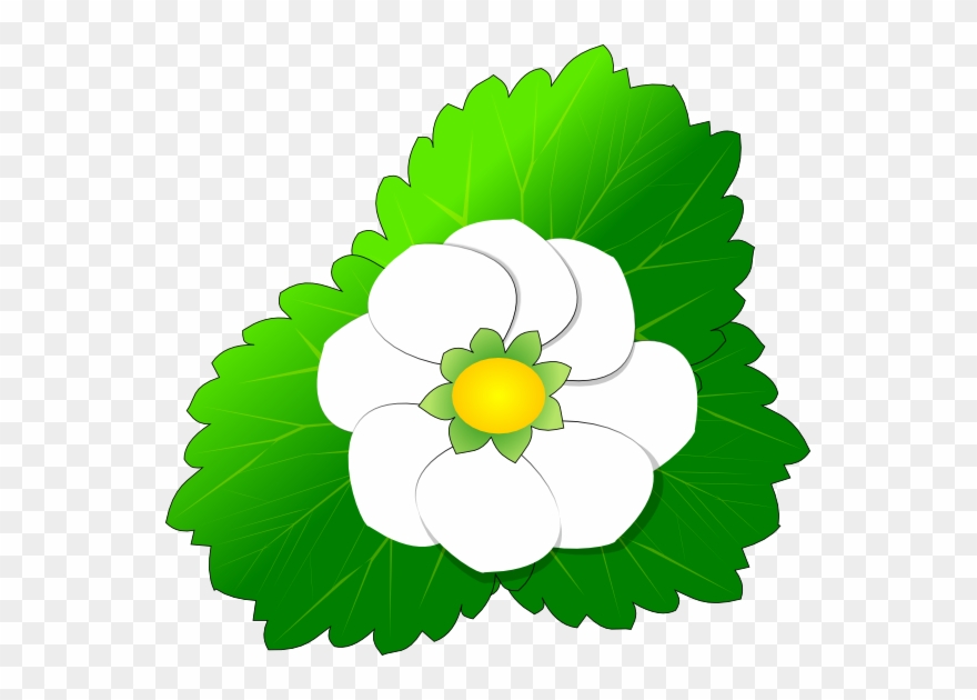 Clipart Of Floral, Algal Bloom And Coral Floral - Camomile - Png Download