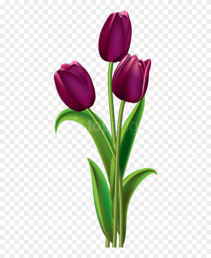 Free Png Download Tulips Transparentpicture Png Images - Purple Tulips Clip Art