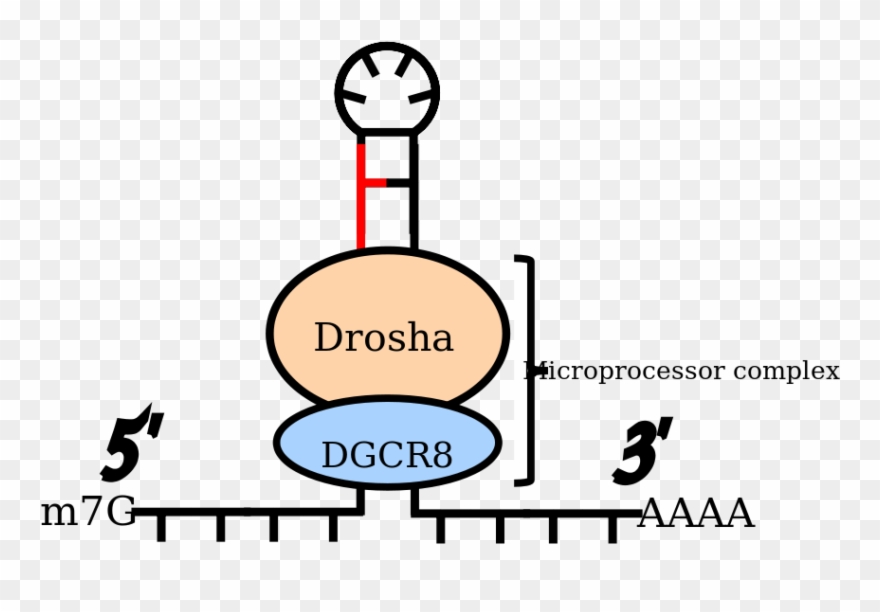 Cleavage Pre-mirna By Microprocessor Complex In Homo - Mirna Structure Clipart