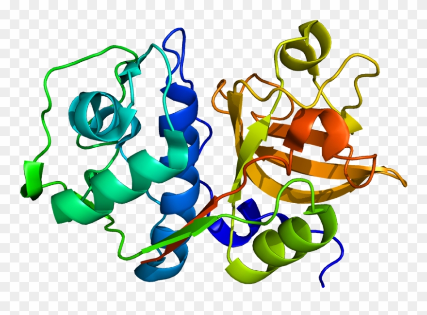 Cathepsin A Protein Structure Clipart