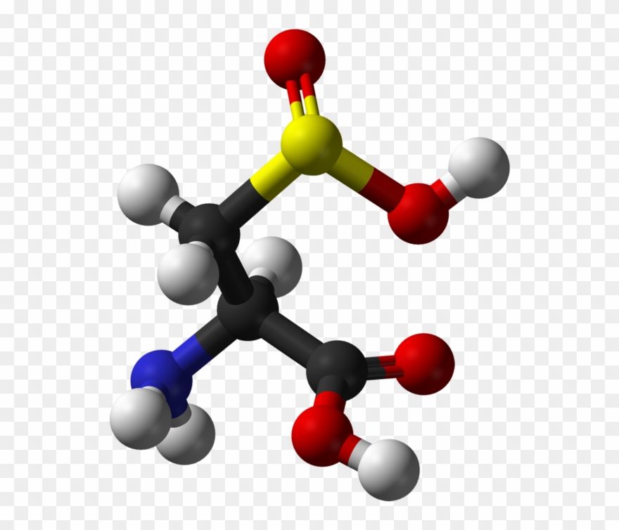 Cysteine Sulfinic Acid - 3d Structure Of Cysteine Clipart