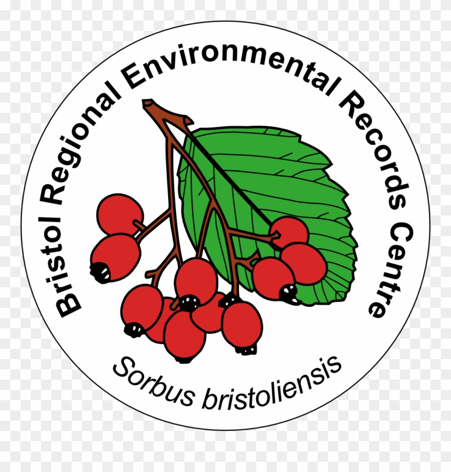 National Biodiversity Network - Seedless Fruit Clipart