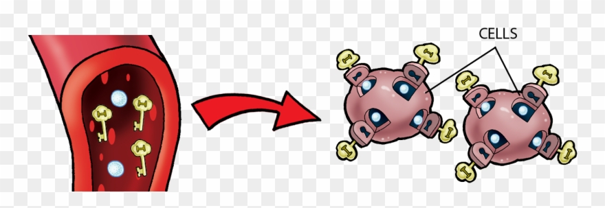 Your Body Knows When You Have Eaten And Have Glucose Clipart