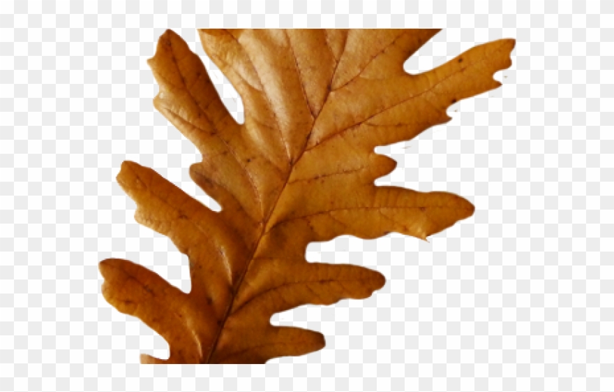 Pretty Clipart Leaves - Autumn Oak Leaves Png Transparent Png