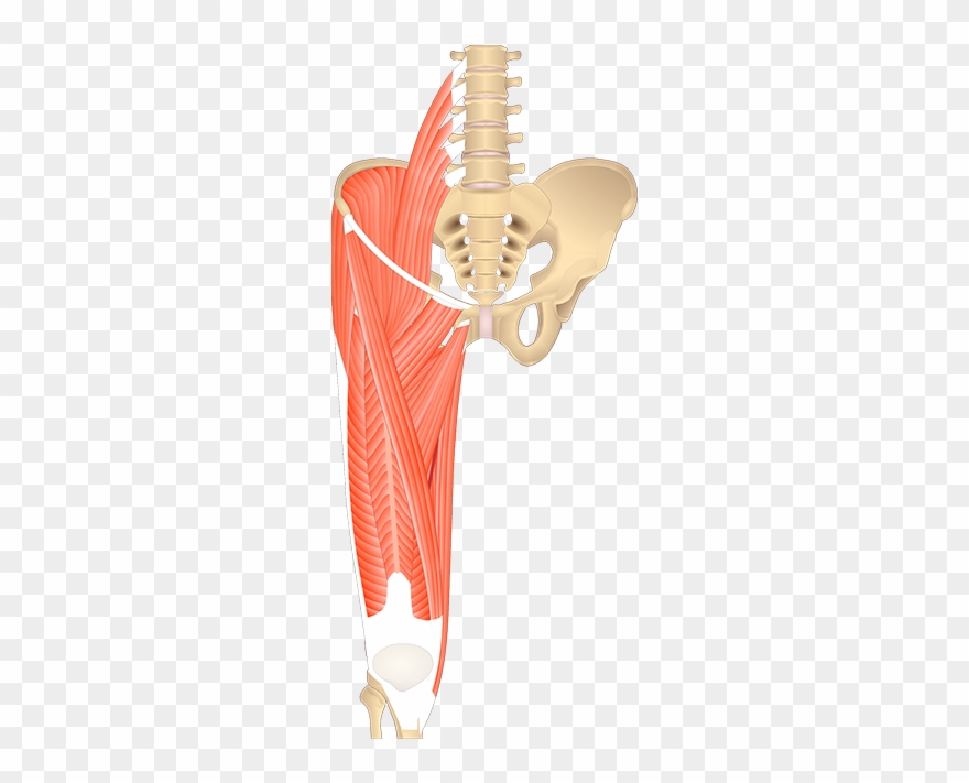 1200 X 630 1 - Sartorius And Adductor Longus Clipart